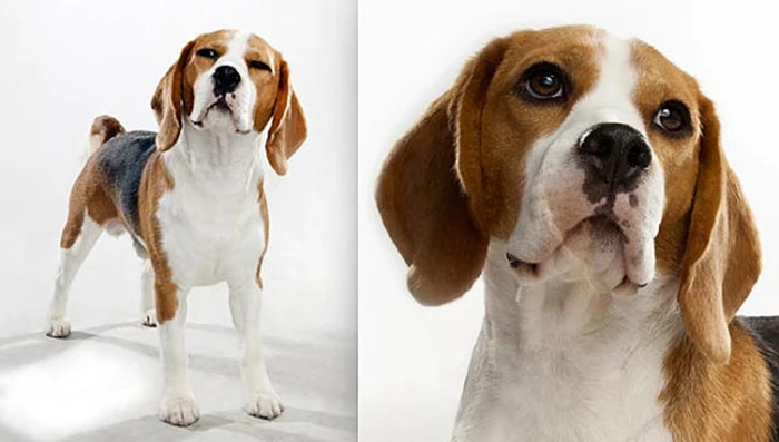 QIAMNI новинка уникальный стиль 10 шт. ручная работа Beagle собака лицо щенок любимое