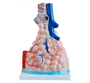

human lung enlarge model Alveolus Teaching Model free shipping