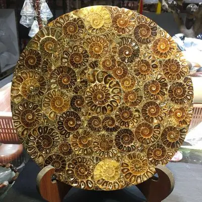 買取 大巻き貝化石風水風水スパイラルプレートの色色巻き貝風水風水家具