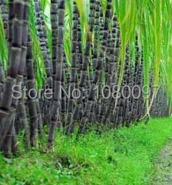 Электрическая соковыжималка для сахарного тростника машина с 4 роликами|sugarcane