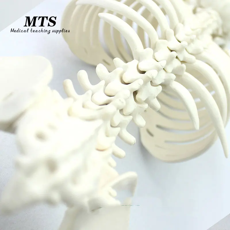 MTS 85 см человеческая идентификация 1:1 рандомная обучающая модель bone|Медицинская