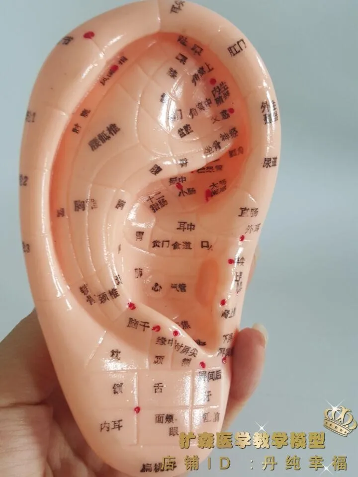 Меридиан Ушная Акупунктура модель уха бесплатная доставка|ear model|ear acupuncture