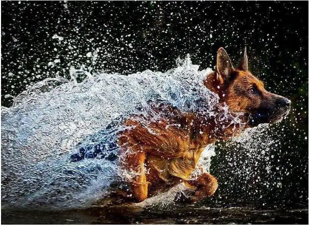 

Квадратная Алмазная 5D картина «сделай сам», вышивка «волк, собака», вышивка крестиком, мозаика, стразы