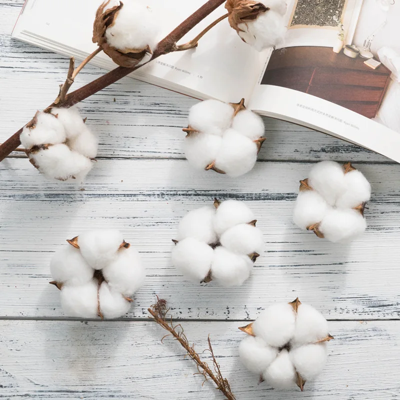 

65Pcs/lot Natural Real dried flower Cotton heads wreath decoration DIY garland flower supplies