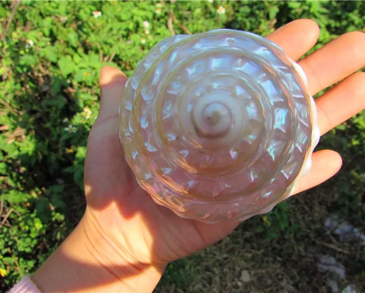

Aqumotic Turbinidae Fluorescent Pearl Snail 1pc Peeled Green Snail Natural Shell Conch Starfish Specimen Snail Collectibles