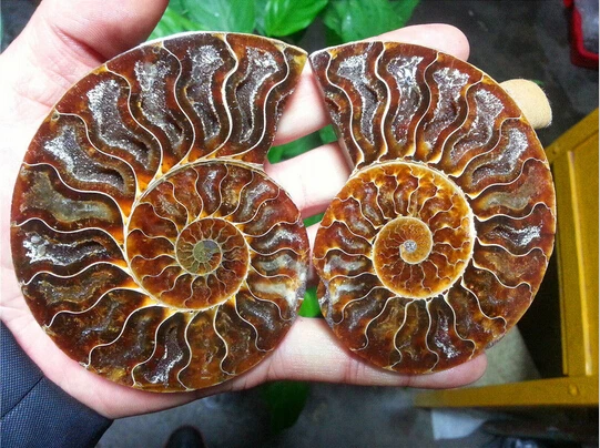 SUIRONG 412 + 1 пара сплит ископаемые образцы раковины из аммонита лечебные|specimen cup|shell
