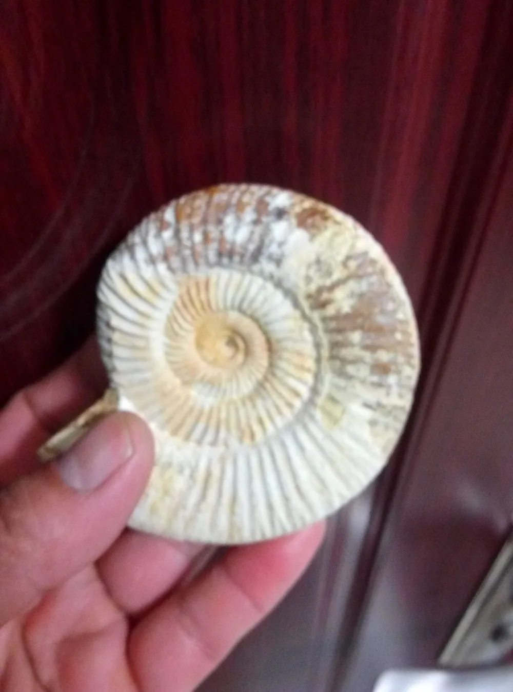139 г редкий белый полированный ребристый цельный аммонит Nautilus Fossil Shell