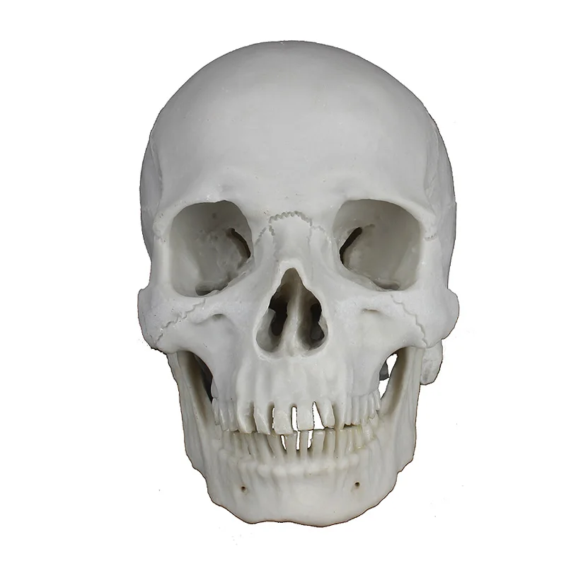 Высота смолы модель моделирование череп больница креативное украшение