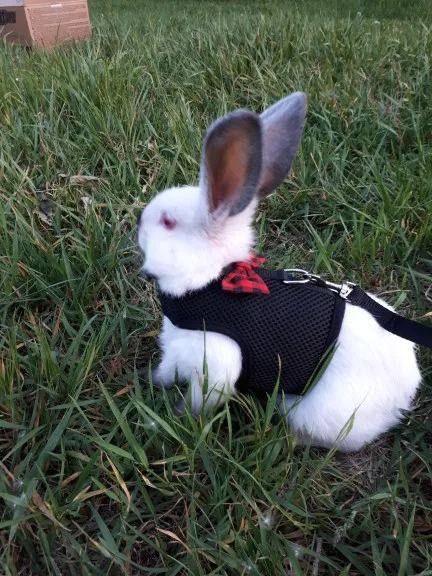 Поводок и намордник для кролика, хомяка, сетка для собаки, кошки, котенка и щенка с набором поводка и ленты с бантом для безопасных прогулок маленьких собак.