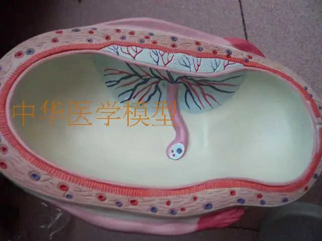 Модель для моделирования беременности модель развития плода анатомическая