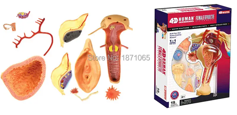 4D Master модель анатомии кожи медицинская голова человека фотоэлемент