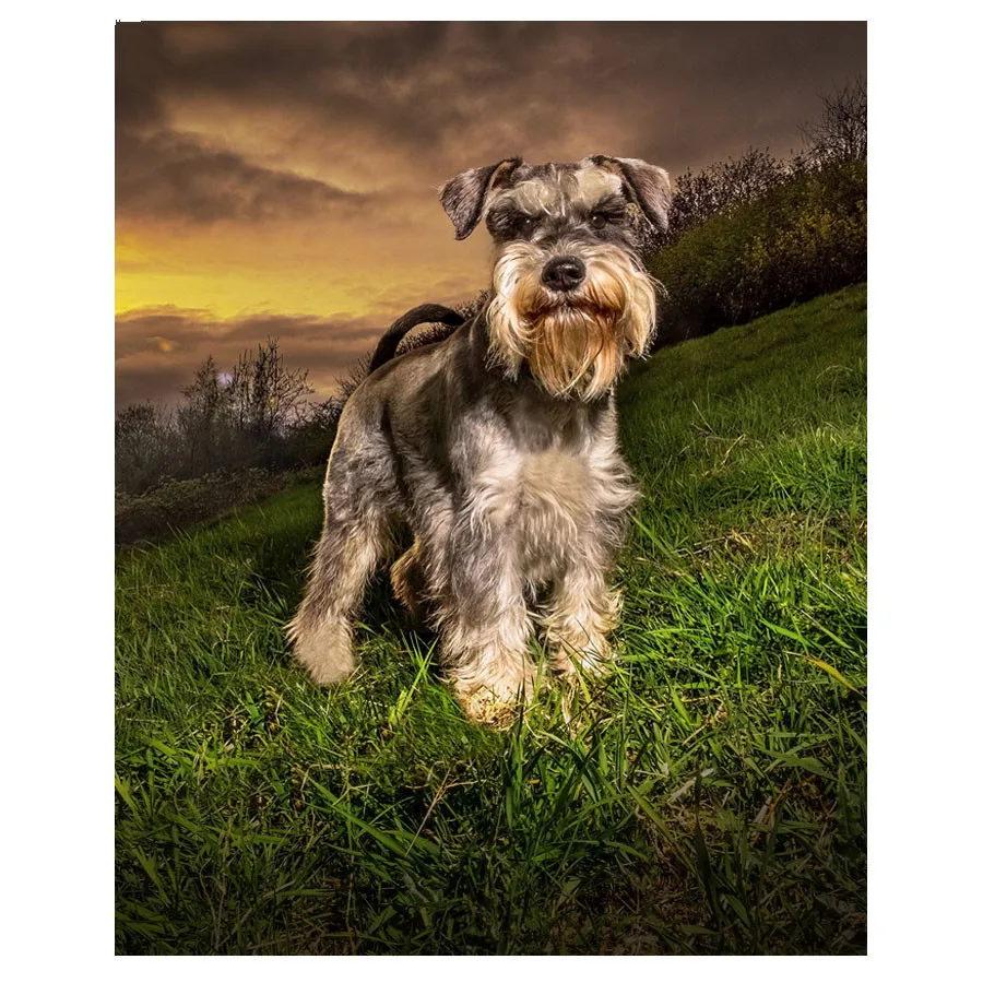 

Wholesale Full Square / Round 5D DIY Diamond Painting Schnauzer Dogs Diamond Mosaic Diamond Embroidery Sale Decor Painting FG572