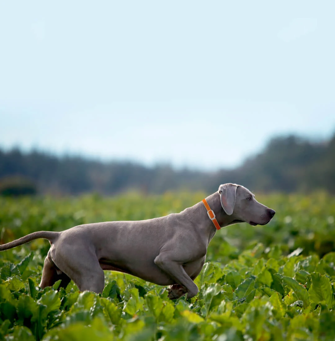Xiaomi ошейник для собак, устраняющий блох, ошейник для собак, кошек, против вшей, чумы, насекомых, от насекомых, предотвращает удаление масла, отпугивающие блох ошейники