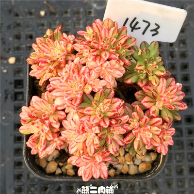 1 cluster live succulent and cactus &quot Aeonium sedifolius Variegated Cuttings Different plants real plant FREE SHIPPING | Дом и сад