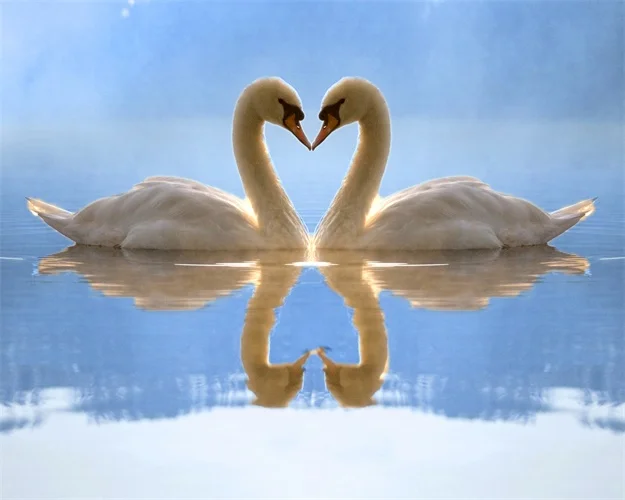 Картина на холсте каллиграфия Лебединое озеро любви скандинавские принты