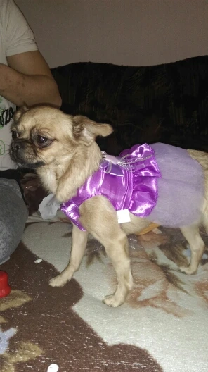 Новинка; Лидер продаж; Новинка; одежда для маленьких собак и кошек; Falda De Perro Encaje; платье принцессы с бантом; Милая Кружевная Одежда для собак и щенков