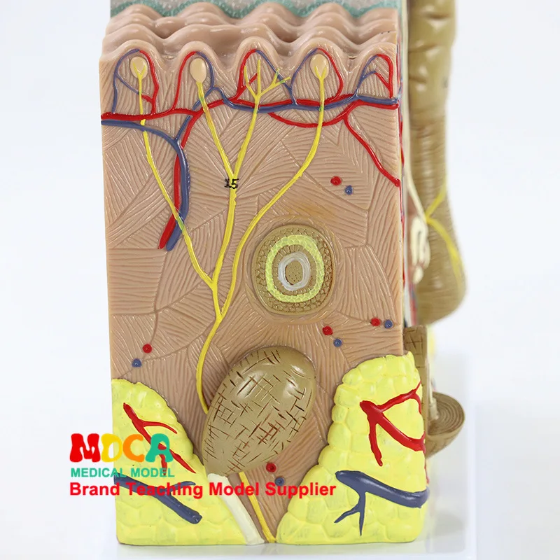 4D 50X увеличенная кожа человека и волосы собрание органов медицинское обучение