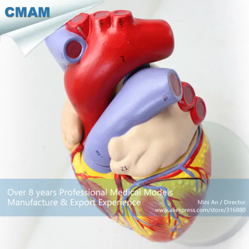 CMAM/12480 сердце-4 части, 2X Размер жизни, человеческое сердце медицинская учебная анатомическая модель