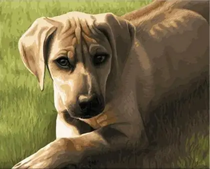 Ridgeback абстрактные животные DIY живопись по номерам ручная роспись маслом для