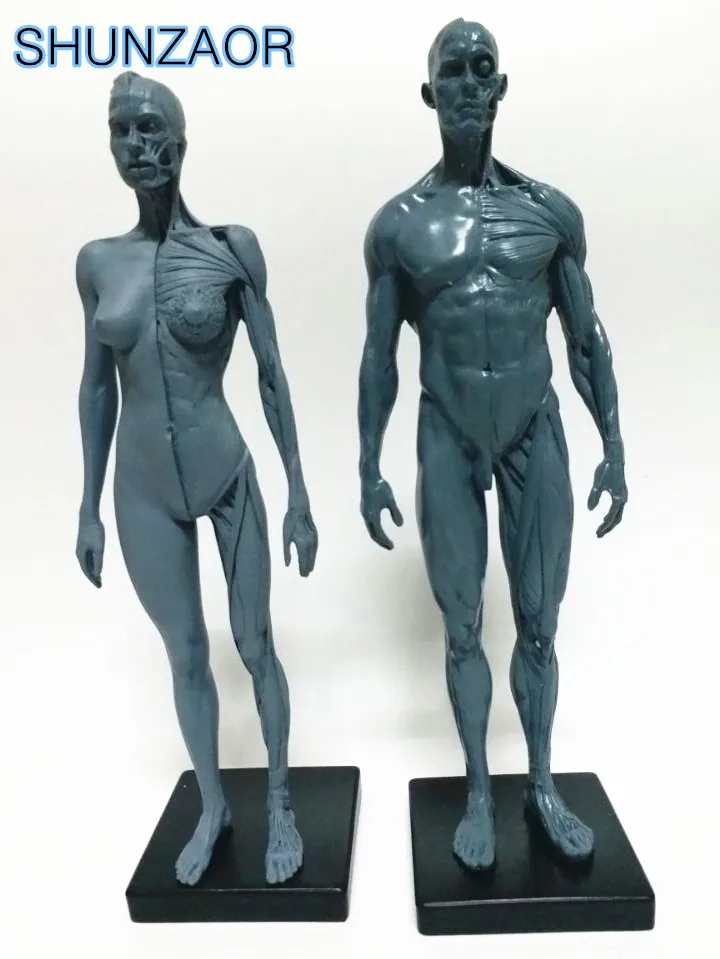 Человеческий набор для анатомии череп и мозги Скелет стоматологическая камера