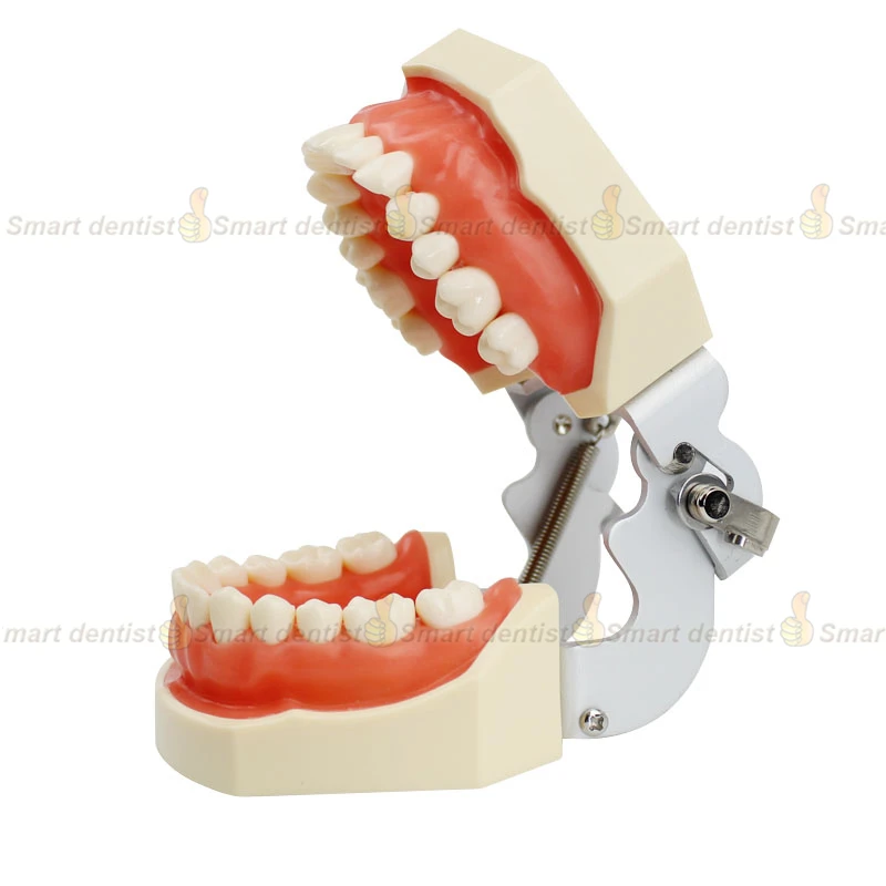 Стандартная модель для обучения стоматологии Φ 28 зубьев | Красота и здоровье