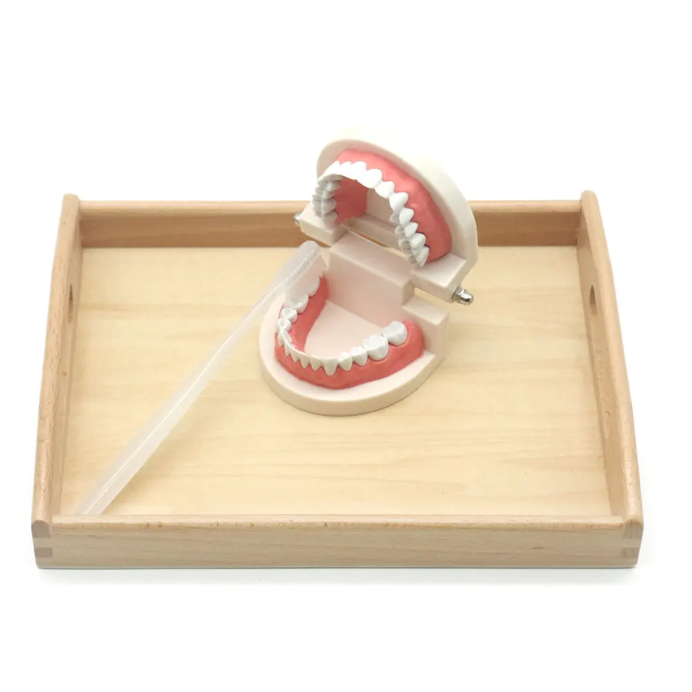 

Toddler Montessori Wooden Practical Life Toy Brushing Tooth Aids Brush with Tray Toys for Children Juguetes Montessori