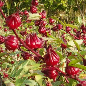 ПРЕССОВАННОЕ растение Розель, засушенные цветы, Рождественский Декор для дома, 10 г, новинка 100%