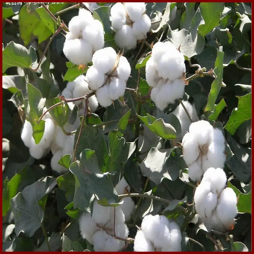 AATC гормона роста растений/NATCA|plant and animal cells pictures|plantplant harvester |