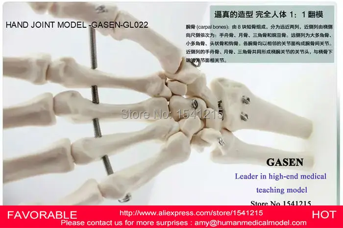 Модель скелета для ручного соединения модель человеческого ладони шарнирный