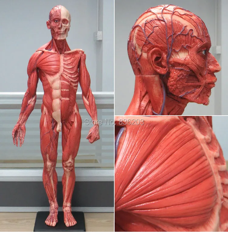 60 см Мужская Смола череп анатомическая модель скелета для зубных протезов 1:6