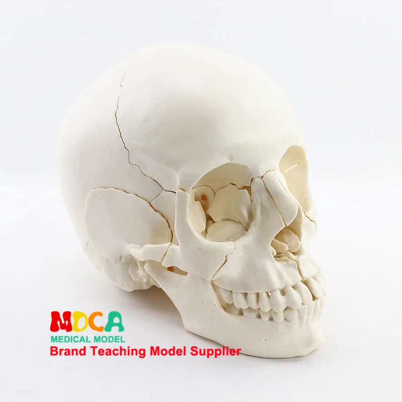 

1:1 Lifesize Human Skull Model True colors Medical teaching equipment 22 Parts Anatomical Anatomy Skeleton Model