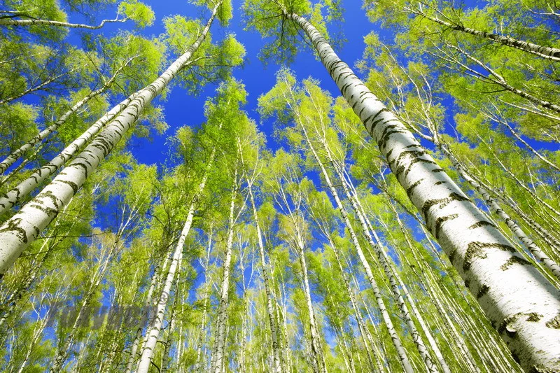 

Buy Stretch ceiling film blue sky forest low price from China factory