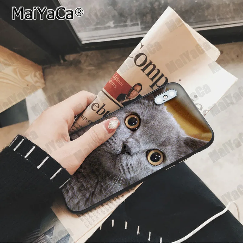 MaiYaCa милый Британский короткошерстный кот Новинка чехол для телефона Fundas чехол для Apple iphone 11 pro 8 7 66S Plus X XS MAX 5S SE XR чехол