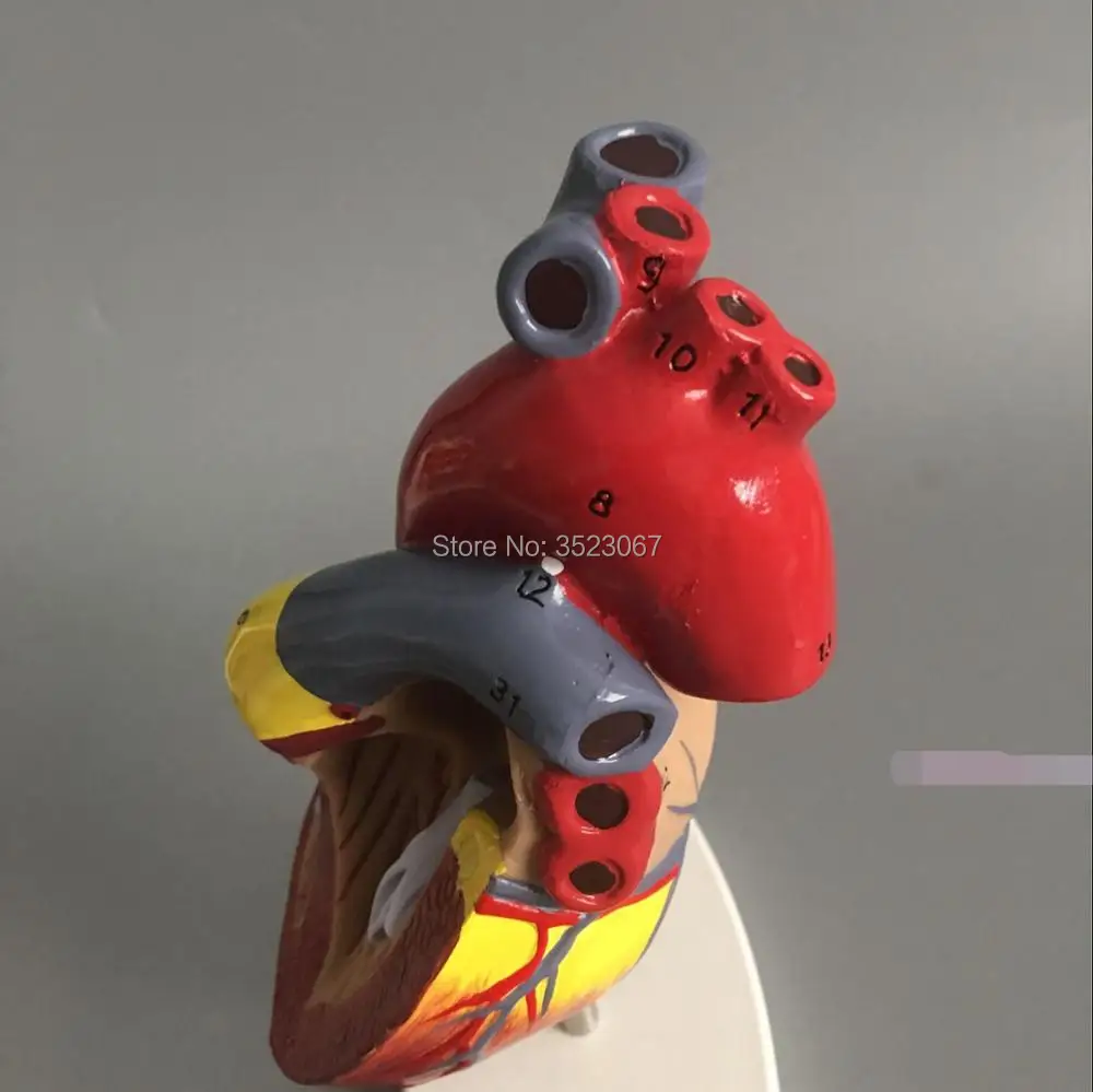 Медицинская l анатомическая модель скелета DELUXE HEART ANATOMY LIFE SIZE MODE зубов с esqueleto humano