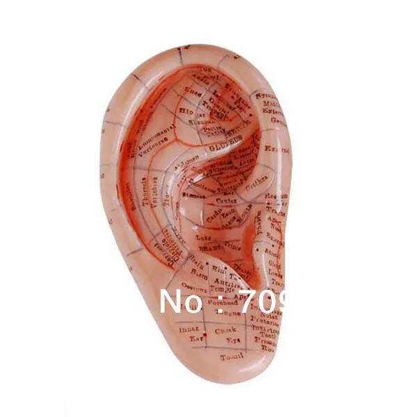 Массажная модель ушей с рефлекторной зоной 12 см|ear model|earear massage |