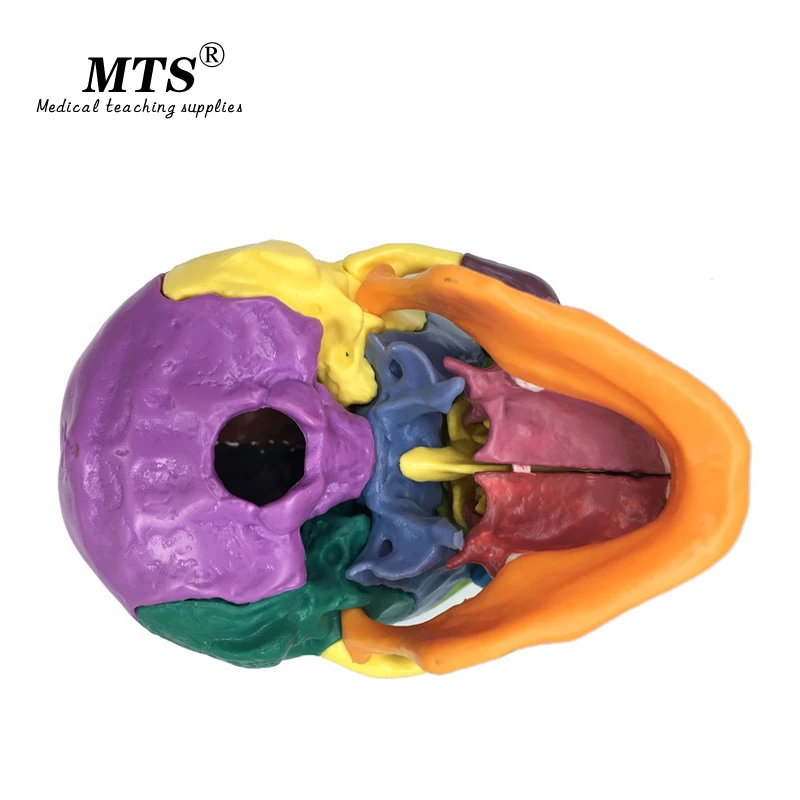 Съемный человеческий цвет модель черепа скелет головы 15 деталей анатомическая