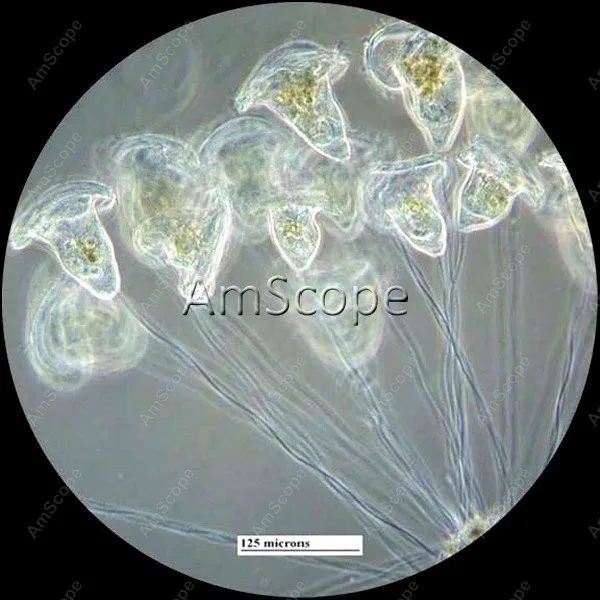 Инвертированный микроскоп для культивирования тканей + USB камера AmScope 40X 640X