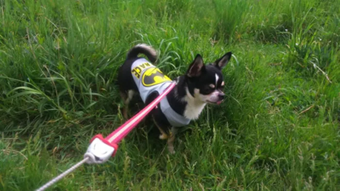 Хорошая цена новый милый мультфильм собака одежда костюм маленький щенок