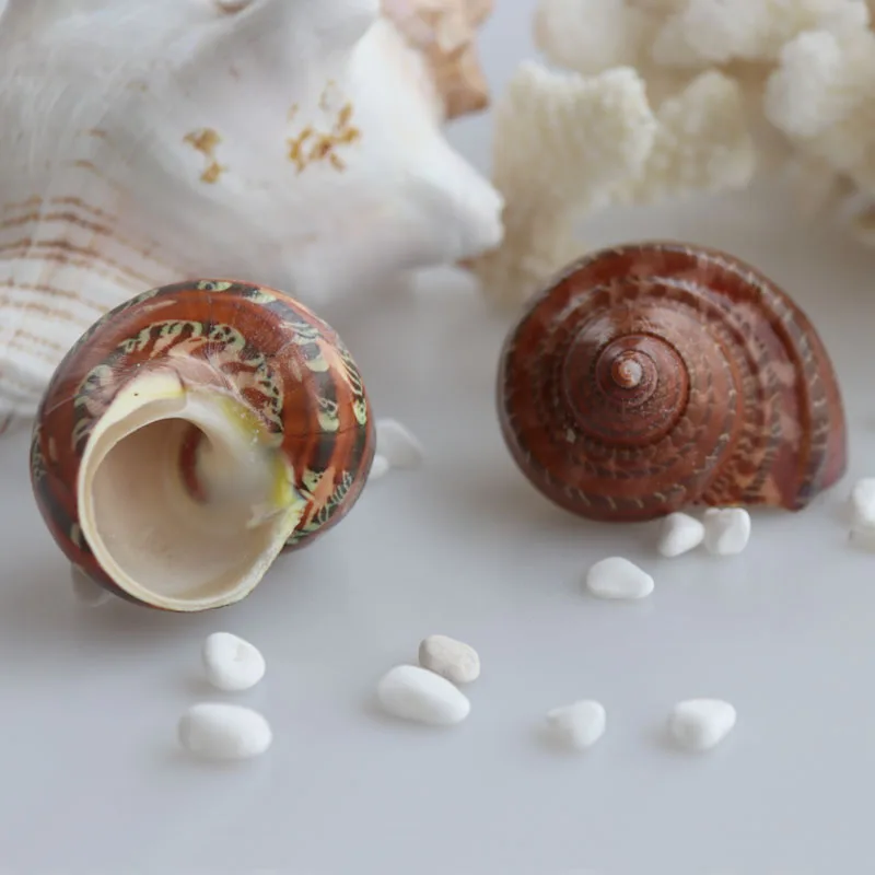 

Free Shipping(1pcs/lot)Brown Cat's-eye Shell Natural Shell & Conch Home Decoration Aquarium Landscaping Shell Ornaments