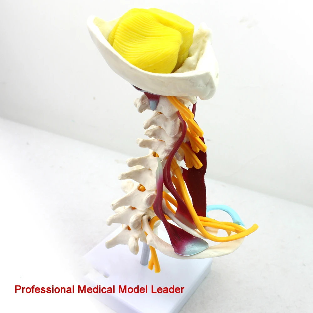 Медицинская модель шейного отдела позвоночника brachial plexus neuromuscular