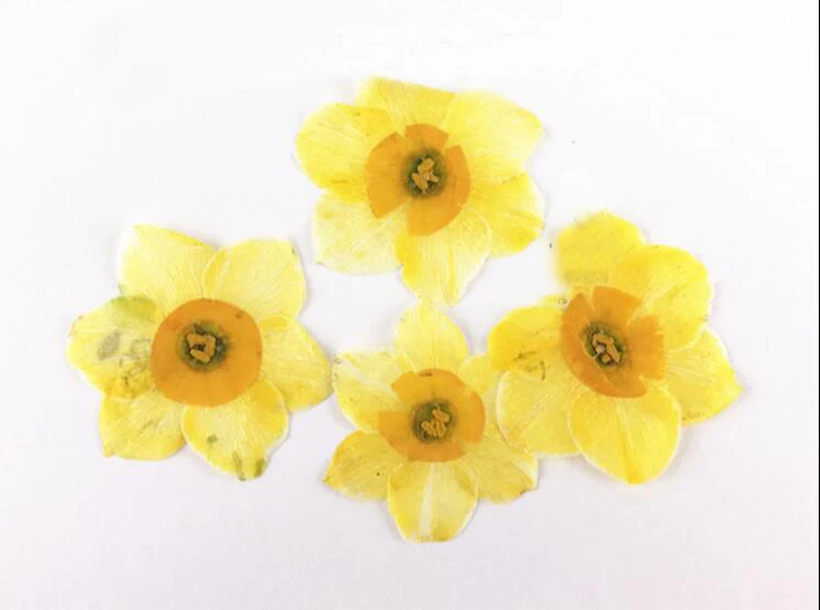 80 шт. 4 см прессованный высушенный нарциссы цветы гербарий из растений для