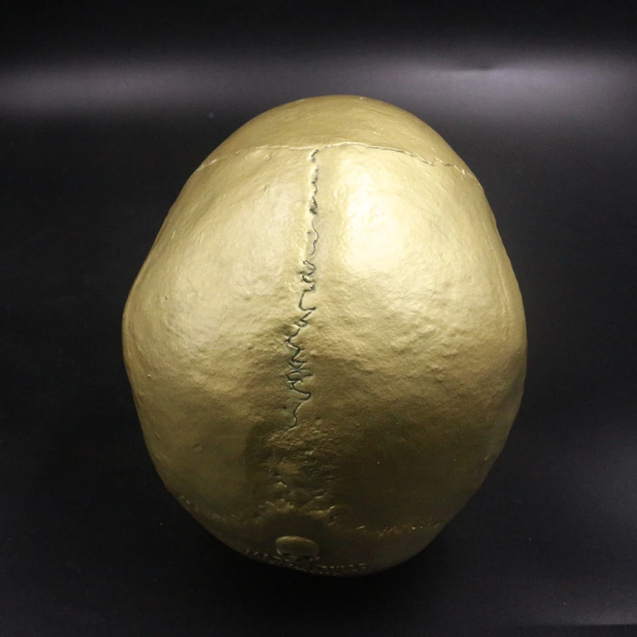 Человеческий череп Lifesize 1:1 Смола Реплика медицинская модель аквариума орнамент аквариум водный пейзаж пещера Хэллоуин украшение дома