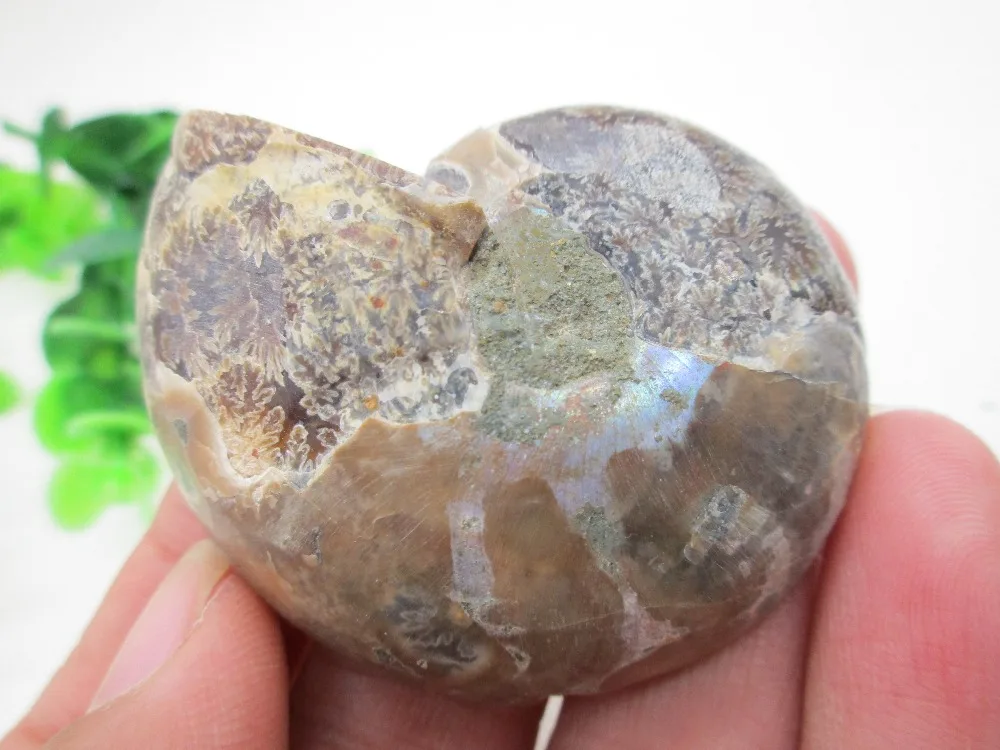 Натуральный кристалл блестящий аммонит минерал геоде исцеление реалистичное