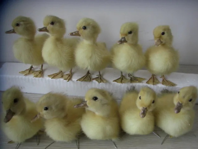 Taxidermy из утят образец настоящего утята 10 штук игрушки для консервированные