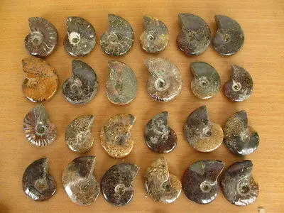 

HI-Q!! 24 Natural polished Jade Pattern Ammonite Fossil Madagascar 270g