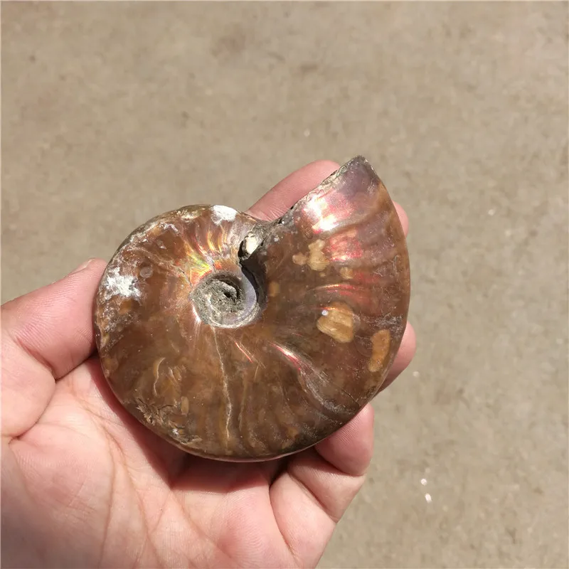 Радуга! 130 г натуральные кончи аммония fossil образцы из Madagascar LA2016|rainbow|specimenrainbow ammonite |