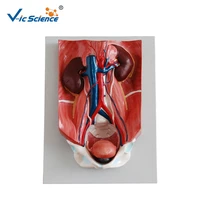 medical supplies pvc human anatomical urinary system model for students teaching