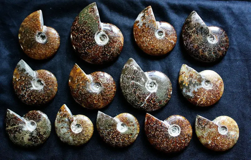 

Древний аммонит, 13 шт., натуральная ископаемая кристаллическая красота Мадагаскара