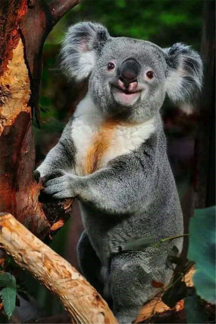 Алмазная вышивка Koala картина с квадратными стразами 5d мозаика для домашнего