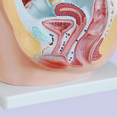 Медицинская анатомическая модель таза для женщин|anatomical model|female humanfemale pelvic anatomy |